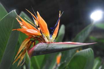 Birds of paradise (2)