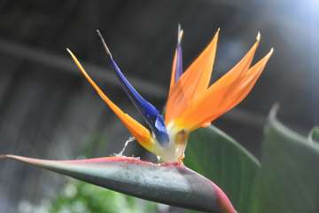 Birds of paradise (3)