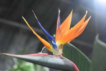 Birds of paradise (4)