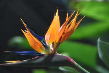 Birds of paradise (5)