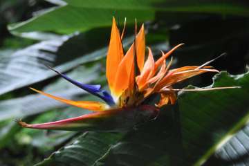 Birds of paradise (6)