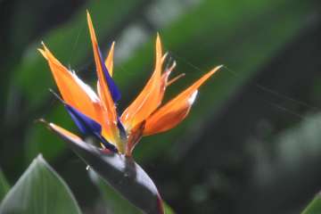 Birds of paradise (7)