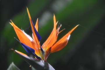 Birds of paradise (8)