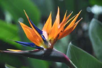 Birds of paradise (9)